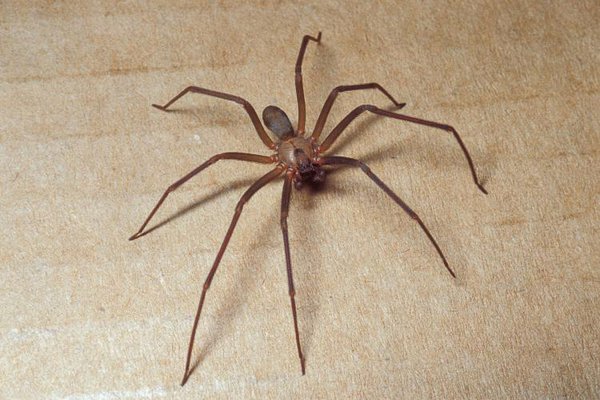 Spider Bites Pics Brown Recluse