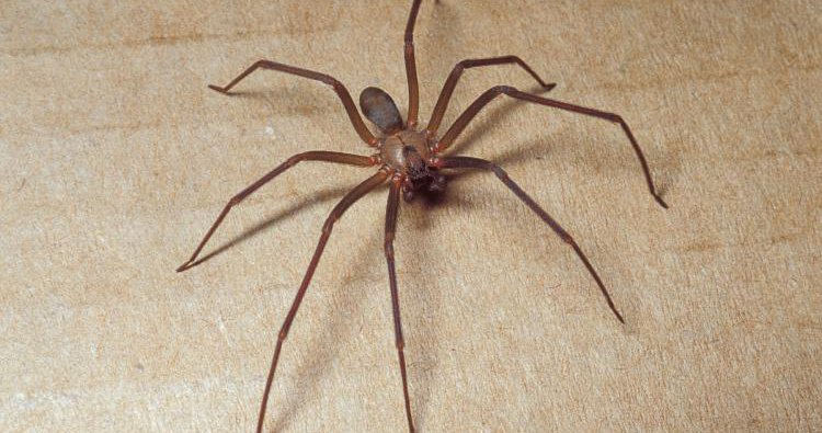spiders that look like brown recluse but arent