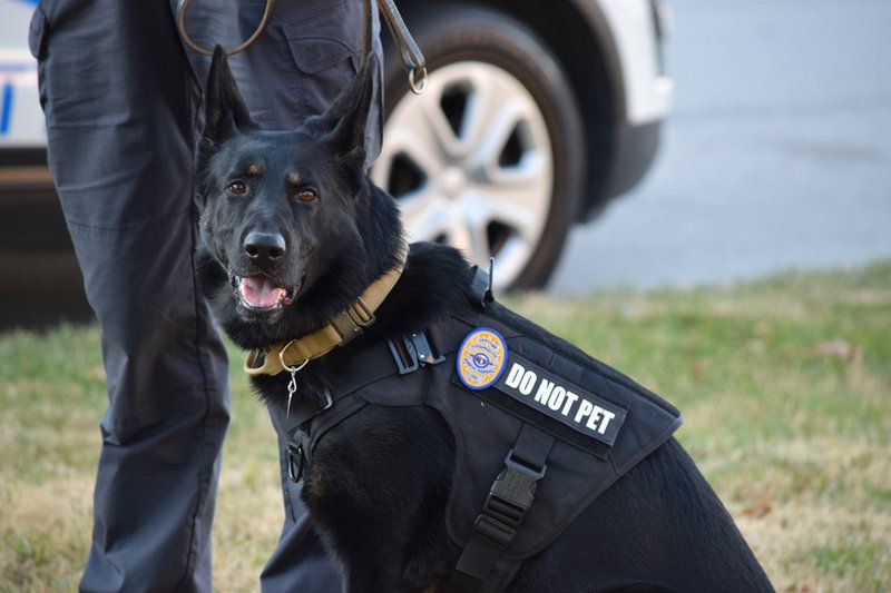 Security Dogs