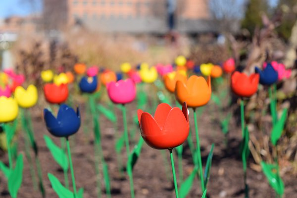 The photo shows some of the metal tulips at Cox South.