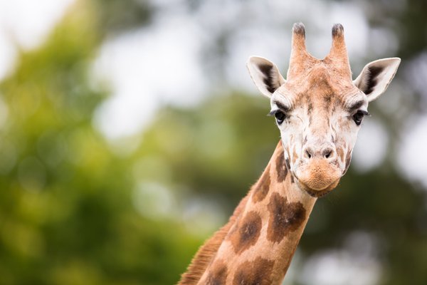 Picture of giraffe