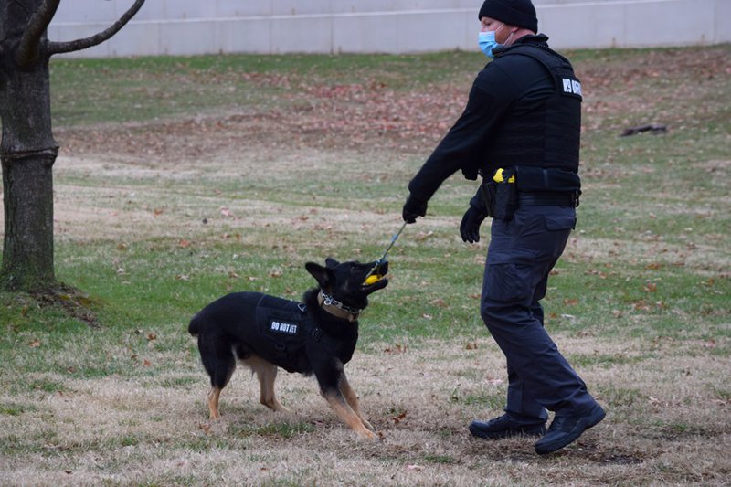 Security Dogs