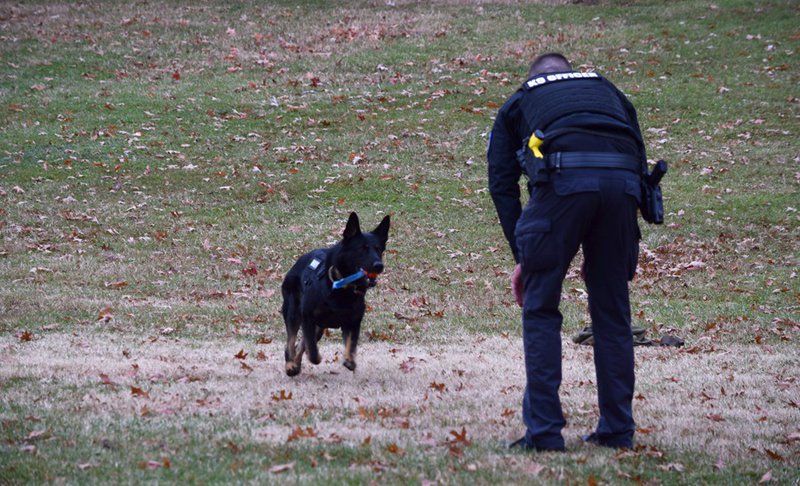 Security Dogs