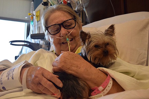 New therapy dog with patient